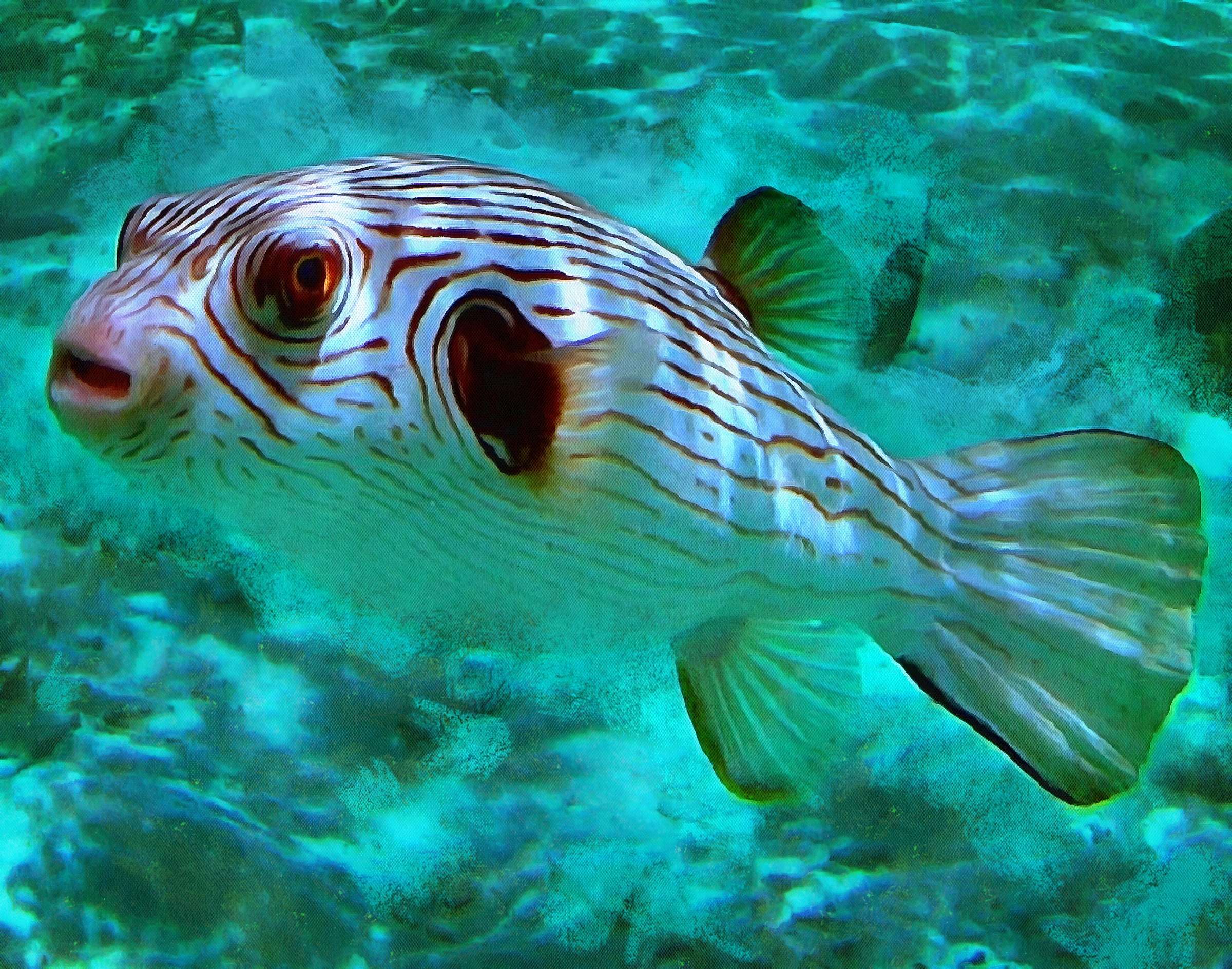 Puffer Fish Facts - Interesting facts about Puffer Fish