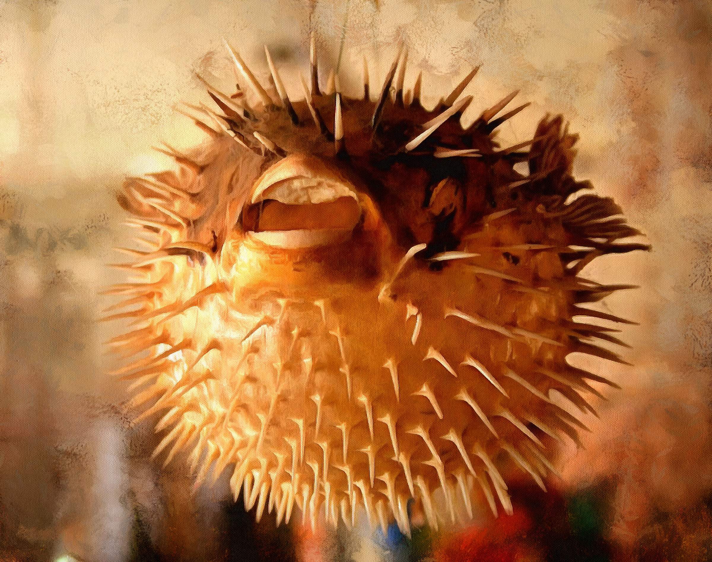 Puffer Fish Facts - Interesting facts about Puffer Fish