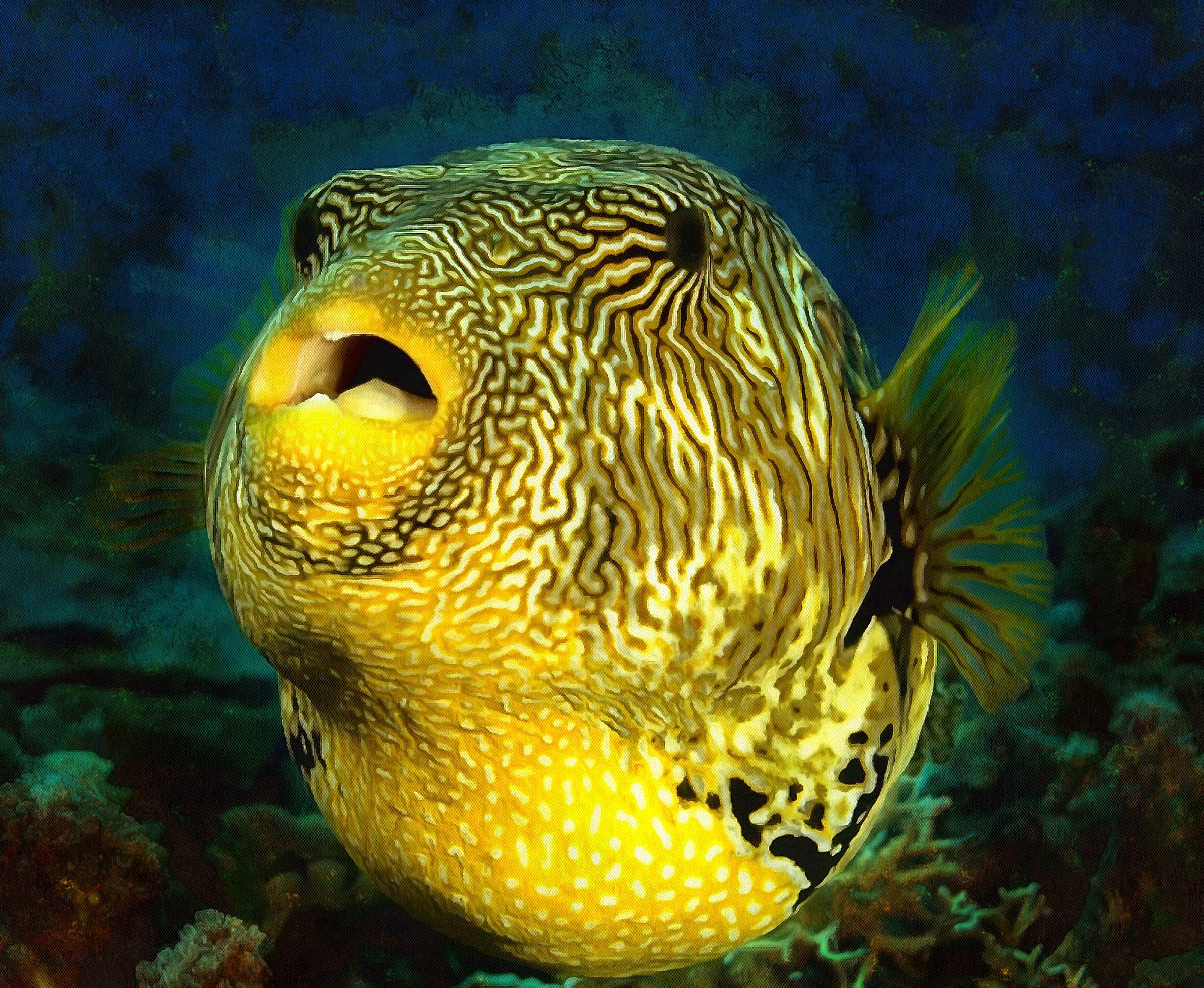 Puffer Fish Facts - Interesting facts about Puffer Fish